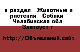  в раздел : Животные и растения » Собаки . Челябинская обл.,Златоуст г.